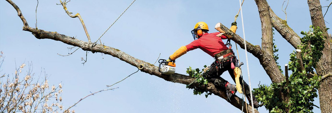 Abattage et élagage d'un arbre dangereux secteur Saint Geniès de Comolas dans le Gard